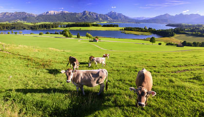 Kuhherde im Allgäu vor den Alpen