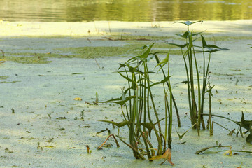 Weeds and reeds pond, lake or river
