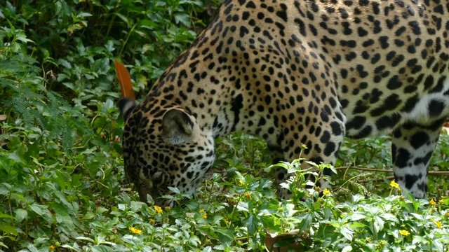 4K : Close up of rare, Amur leopard. High quality, Ultra HD, 3840x2160.