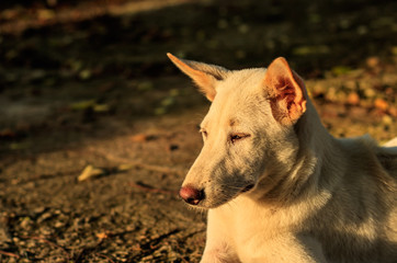 white dog on cemen background