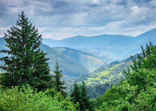 Fototapeta Beautiful mountains covered trees. Carpathian, Ukraine, Europe.