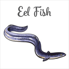 Obraz premium Live eel fish, sketch style vector illustration isolated on white background. Drawing of eel fish as luxury seafood delicacy. Edible underwater creature, healthy organic seafood or shellfish food