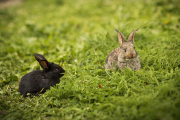 Two little rabbit on green grass