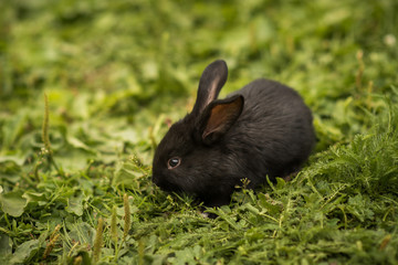 Little rabbit on green grass