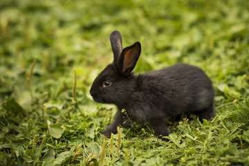 Little rabbit on green grass