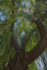 old willow with green leaves