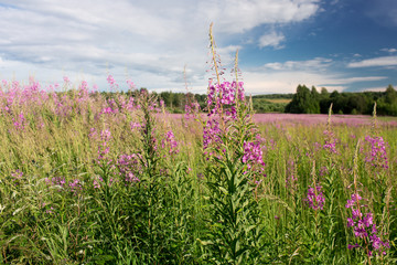 Green meadow with blooming willow-herb tea