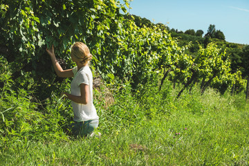 Young blond lady squatting and picking grapes harvest at vineyard on sunny day, Badasconytomaj,...