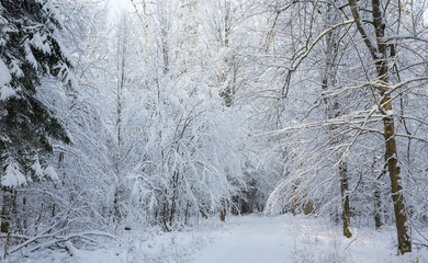 Snowy ground road crossing forest