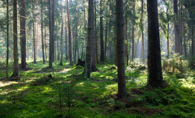 Wet oniferous stand of Bialowieza Forest