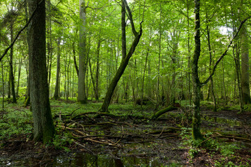 Obraz premium Wet deciduous stand in summer