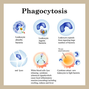 Phagocytosis. The process of destroying bacteria by leukocytes. 