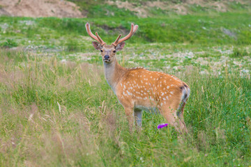 Deer on a lovely lawn
