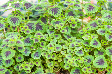 Green desert plant with small leaves.
