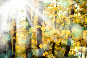 colorful autumn leaves