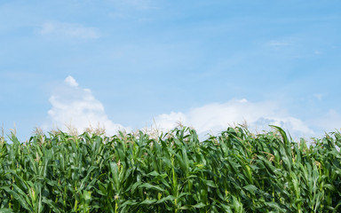 corn field green meadow farm and blue sky.