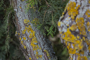 the bark of the tree and yellow mold
