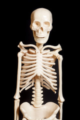 Human skeleton on black background