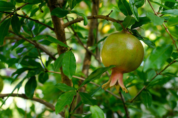 Garnet on the tree among the leaves