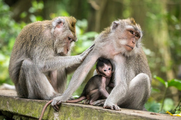 Naklejka na ściany i meble Rhesus macaque monkeys family