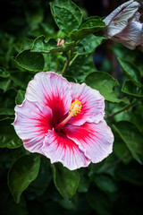 Hibiskus 1