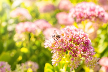 Insects collecting pollen from flowers of the spirea at the beautiful blurred background