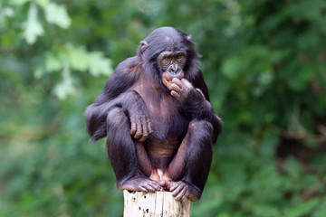 Bonobo - obrazy, fototapety, plakaty
