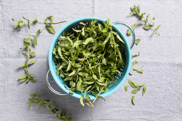 Fototapeta na wymiar Preparing mint herb for drying