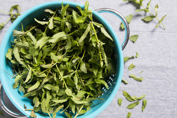 Preparing mint herb for drying