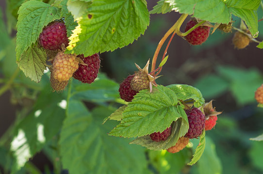 rusberry Bush in my garden