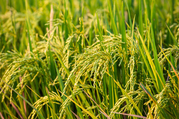 Rice field close up on Bali, Indonesia