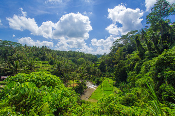 Fototapeta na wymiar Beautiful rice fields in the jungle and the mountain near Ubud in Bali, Indonesia