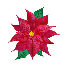 Christmas Flower Red Winter illustration Watercolor Hand-painted isolated Bright Holidays