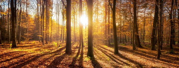 Selbstklebende Fototapeten Wald Panorama im Herbst © eyetronic