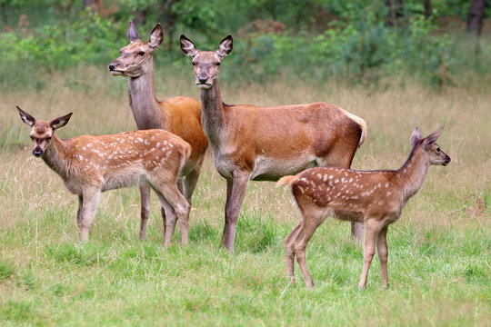 Fototapeta Red deer