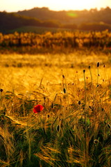 Red poppy with golden wheat field in background