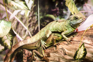 Two Chinese water dragons (Physignathus cocincinus), an agamid lizards, sitting on each other