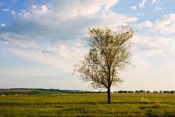 Lonely tree in field spring landscape