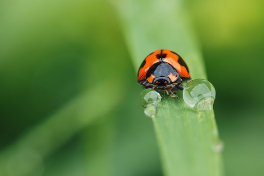 Morning dew on a spring green  grass and little ladybug