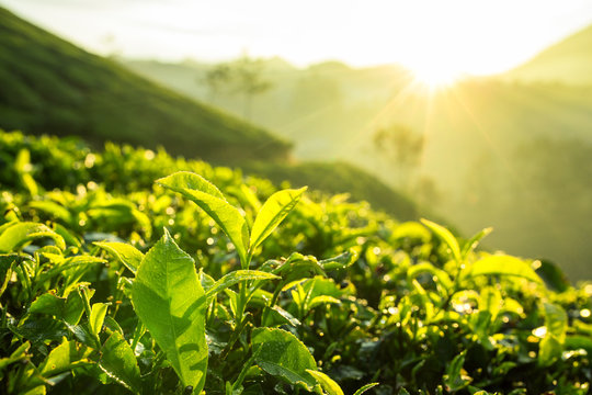Green tea bud and fresh leaves. Tea plantations in Munnar, Kerala, India