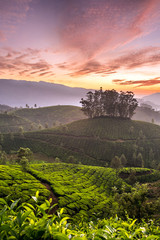 Sunrise over tea plantations in Munnar, Kerala, India..