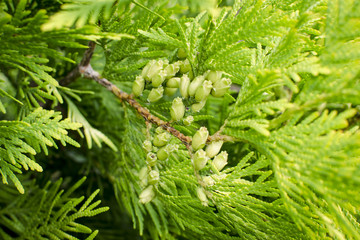 Small pine cones, close-up view