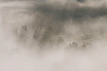 Foggy forest, at sunrise 