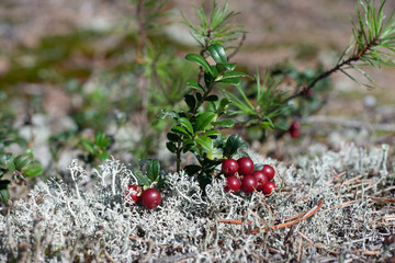 Wild cow-berry in the white moss