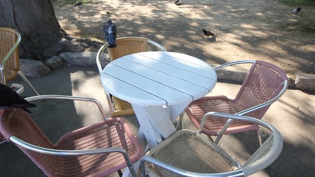 pigeons go on the table and wicker chairs in the street cafe