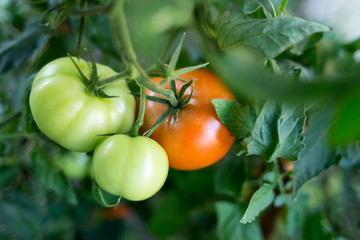 Tomatoes ripe at the organic greenhouse household. Authentic farm series.