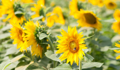 Sunflower field on a sunny day.