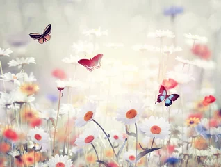 Fototapeten Wildblumen auf einer Wiese © SunnyS