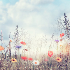 Fototapety  Pole z dzikimi kwiatami