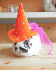 Obraz premium Adorable Halloween Rabbit, wearing an orange witch hat, selective focus. Concept for Halloween